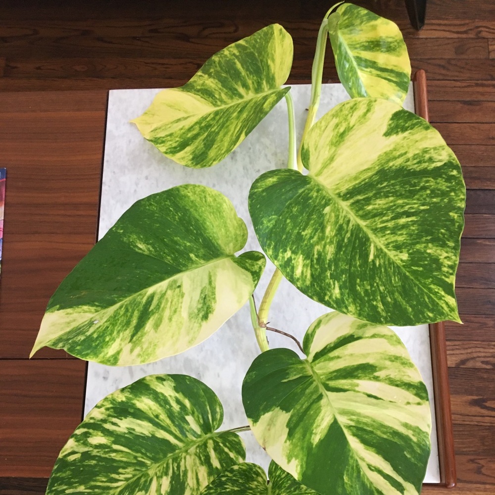 Giant Variegated Golden/ Hawaiian Pothos